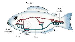 Disanje riba :: Biologija - ribe